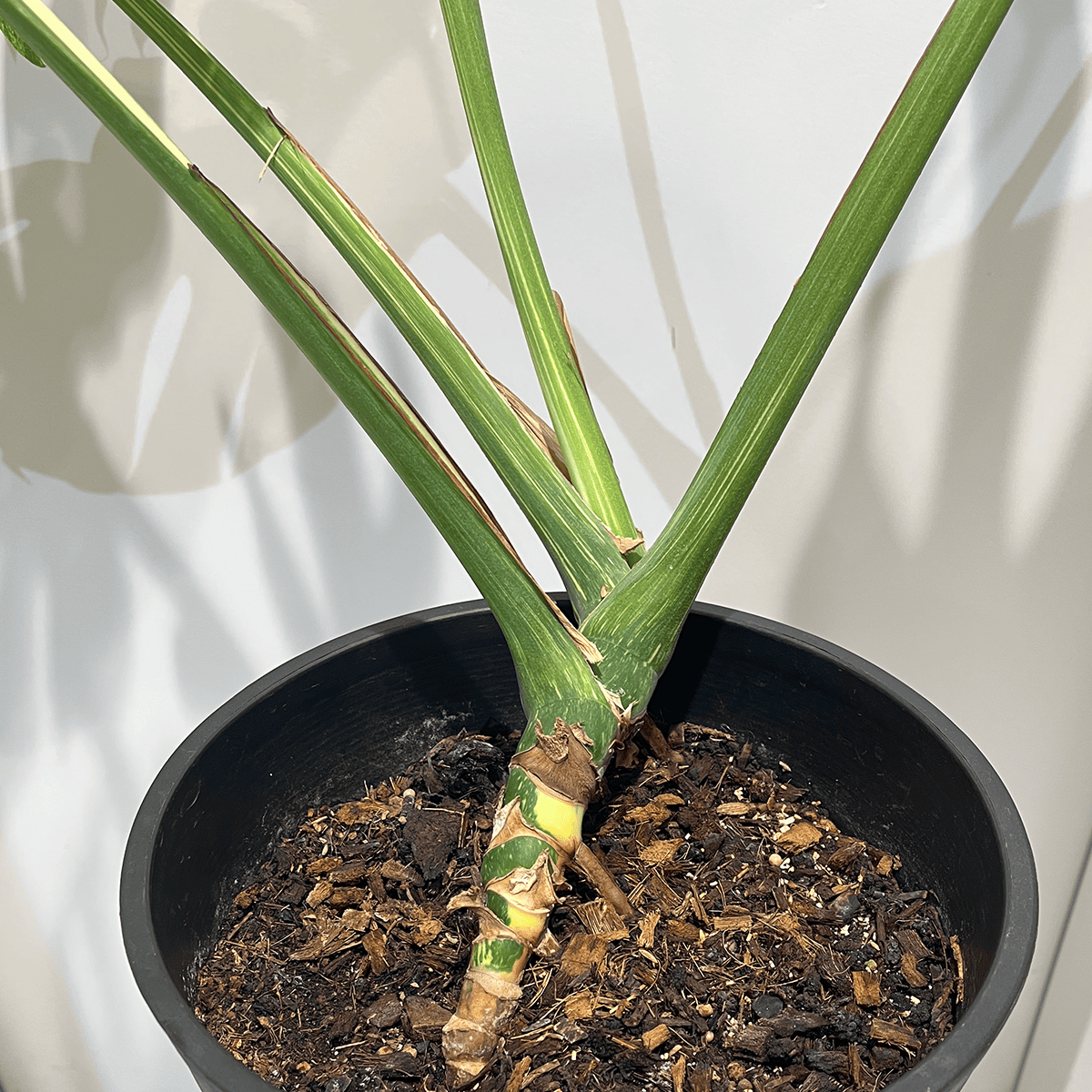 【モンステラ デリシオーサ 黄斑】大株｜観葉植物