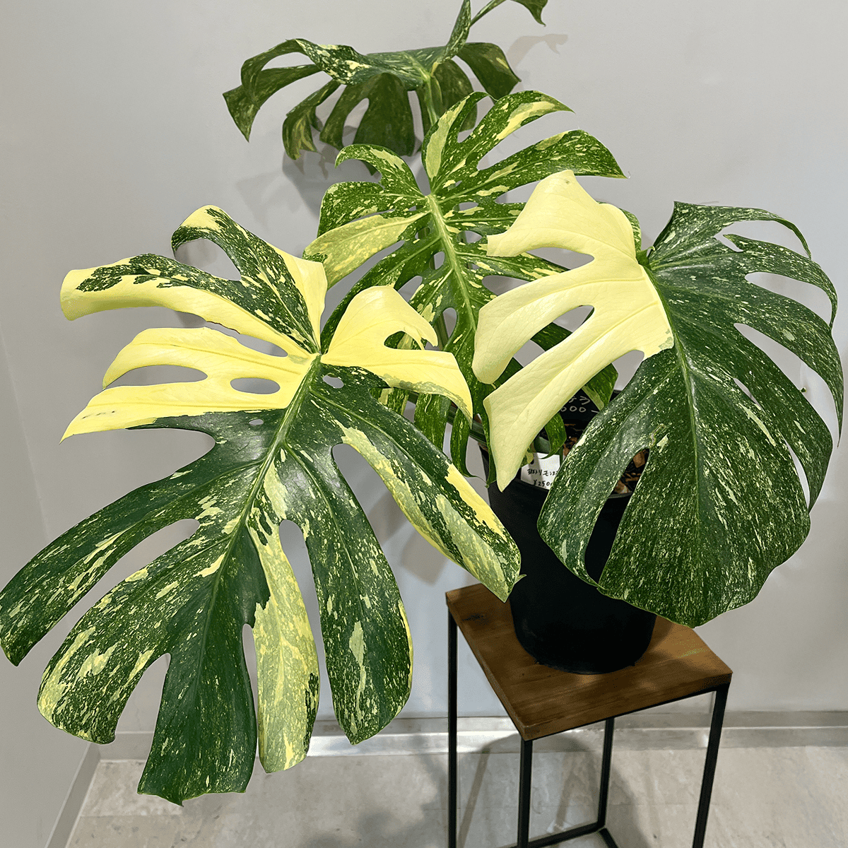 【モンステラ デリシオーサ 黄斑】大株｜観葉植物