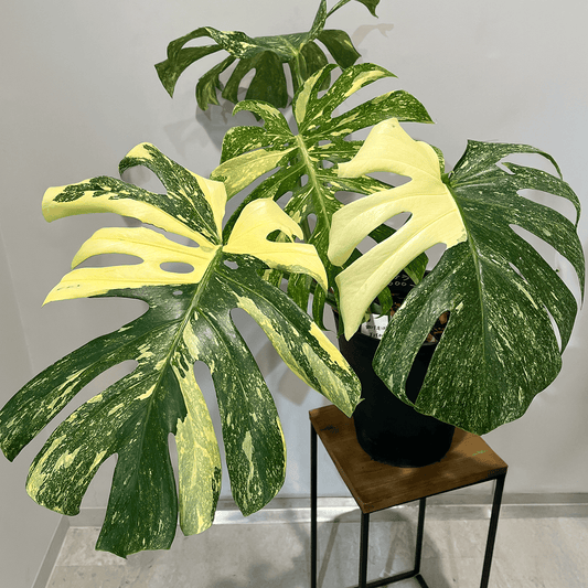 【モンステラ デリシオーサ 黄斑】大株｜観葉植物