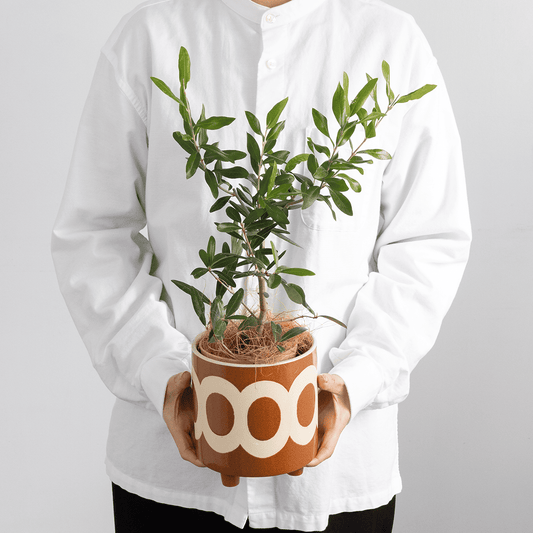 Mother's Day Gift: Potted Plant | Bay Leaf Hand Cream Set