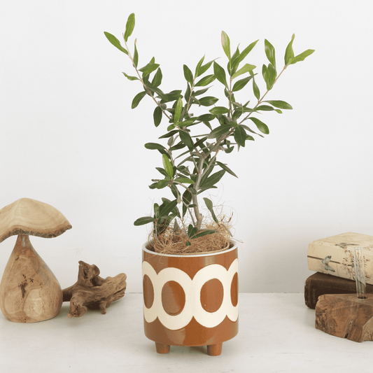 Mother's Day Gift: Potted Gajumaru (Ficus Ficus) (Shipping available to Hokkaido and Tohoku)