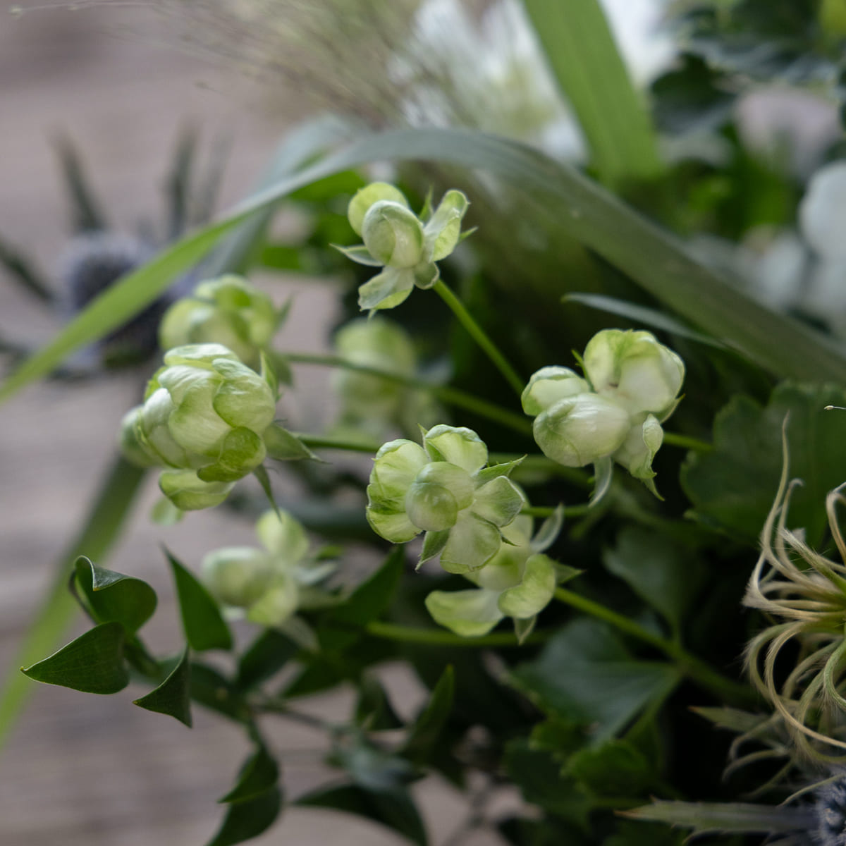 [Mother's Day Gift] Potted Plant | Aromaticus Hand Cream Set