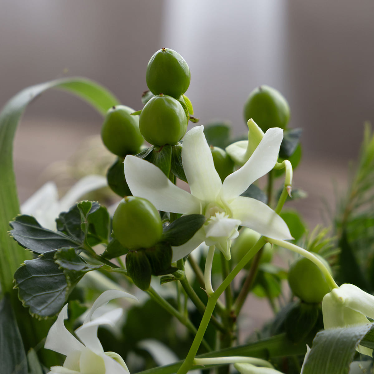 [Mother's Day Gift] Potted Plant | Aromaticus Hand Cream Set