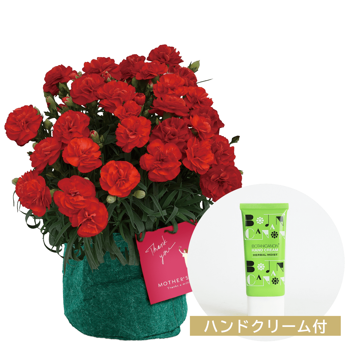 【母の日のプレゼント】鉢物 カーネーション赤色（5号）ハンドクリームセット