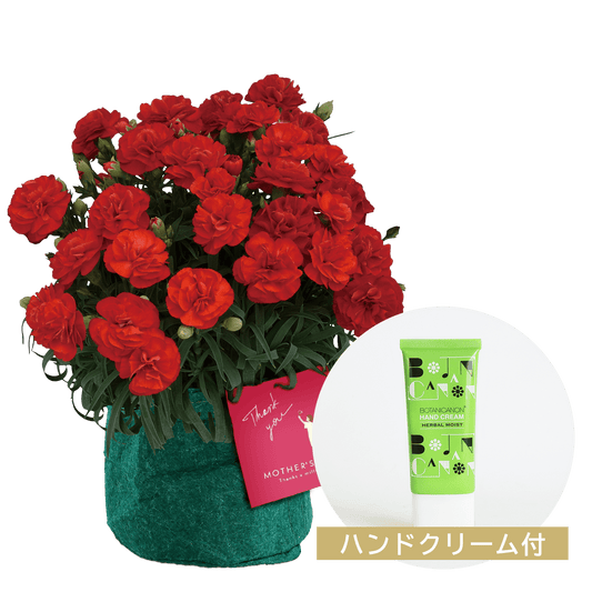 【母の日のプレゼント】鉢物 カーネーション赤色（5号）ハンドクリームセット《北海道・東北配送対応商品》
