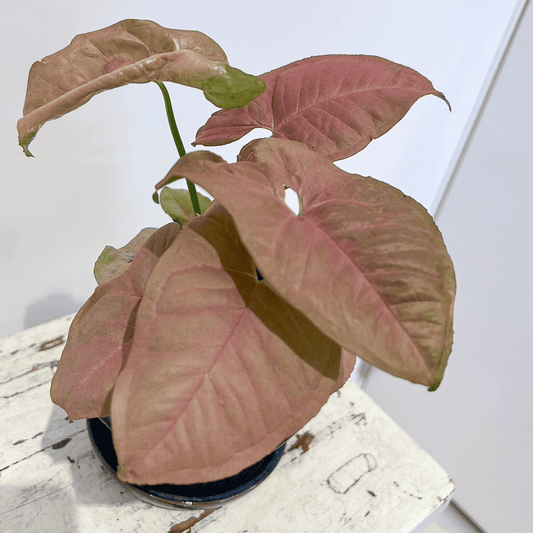 【シンゴニウム・ネオン】陶器鉢入り|観葉植物