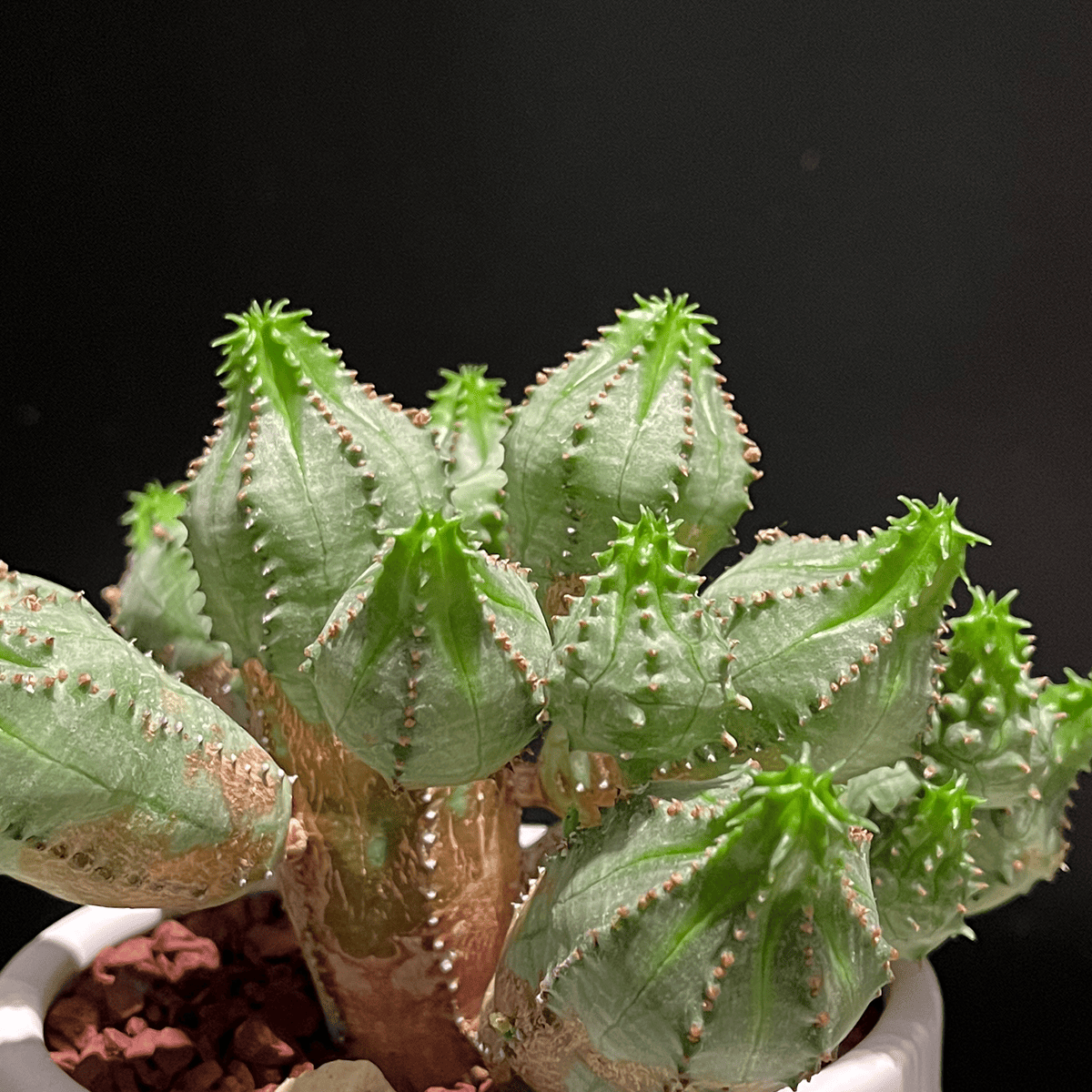 【ユーフォルビア・オベサブロウ】観葉植物（陶器製鉢付き）