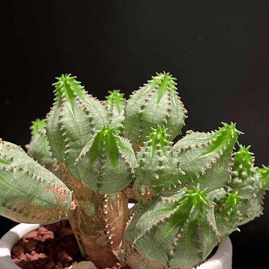 【ユーフォルビア・オベサブロウ】観葉植物（陶器製鉢付き）