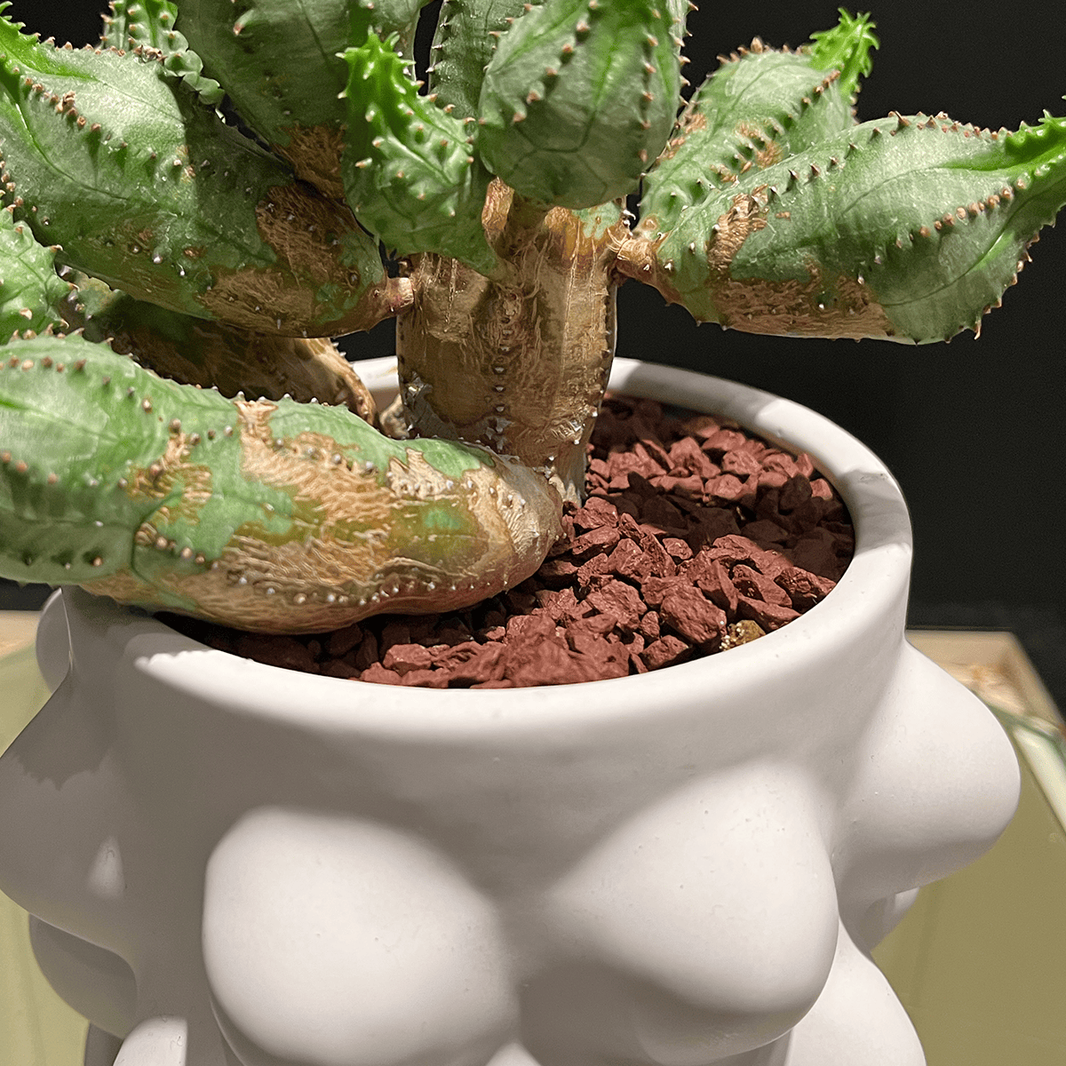 【ユーフォルビア・オベサブロウ】観葉植物（陶器製鉢付き）