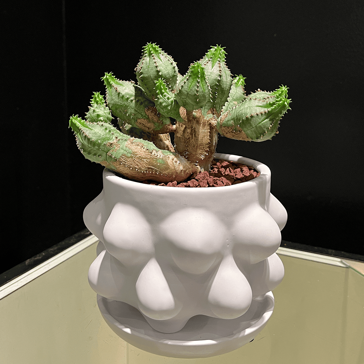 【ユーフォルビア・オベサブロウ】観葉植物（陶器製鉢付き）