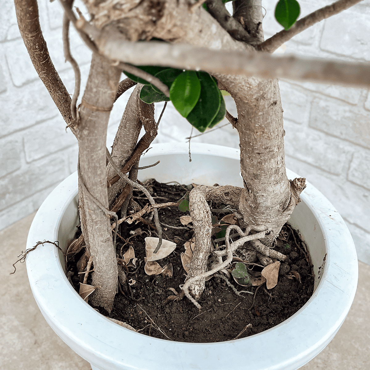 ガジュマル 沖縄の盆栽 ガジュマル 沖縄の盆栽