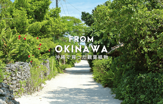 花と観葉植物を贈るオシャレなフラワーギフトショップ - 宅配 花と観葉植物を贈るオシャレなフラワーギフトショップ - 宅配