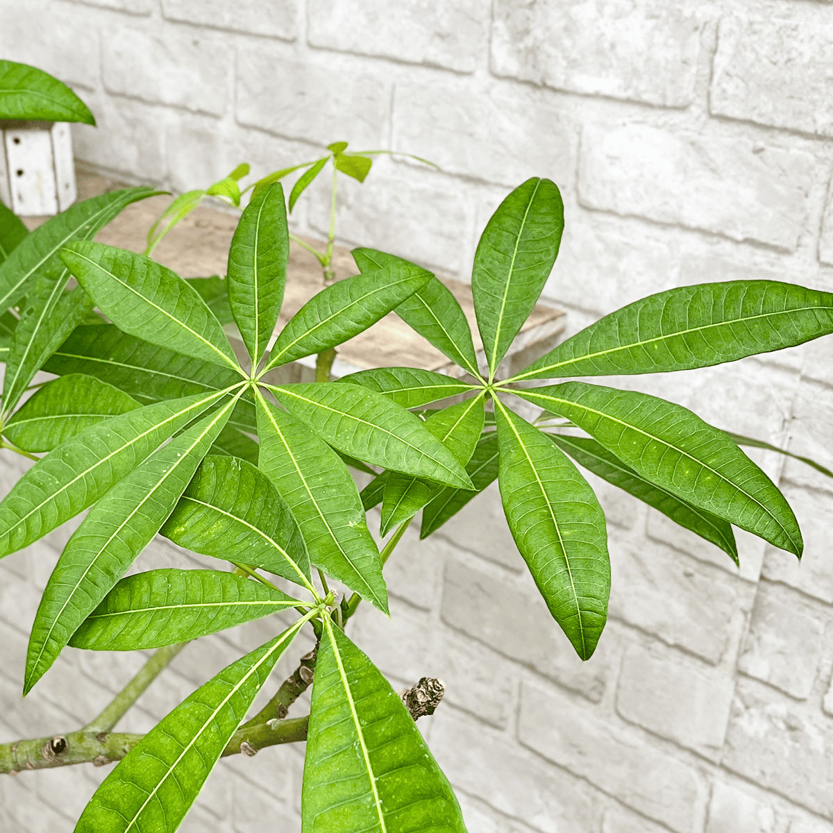 【パキラ01】大型｜観葉植物《店頭受取・大阪近郊配送のみ》