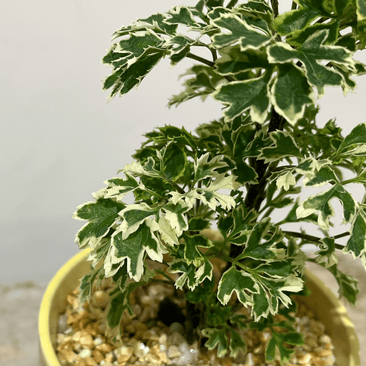 【斑入りポリシャス】観葉植物（陶器鉢付き）