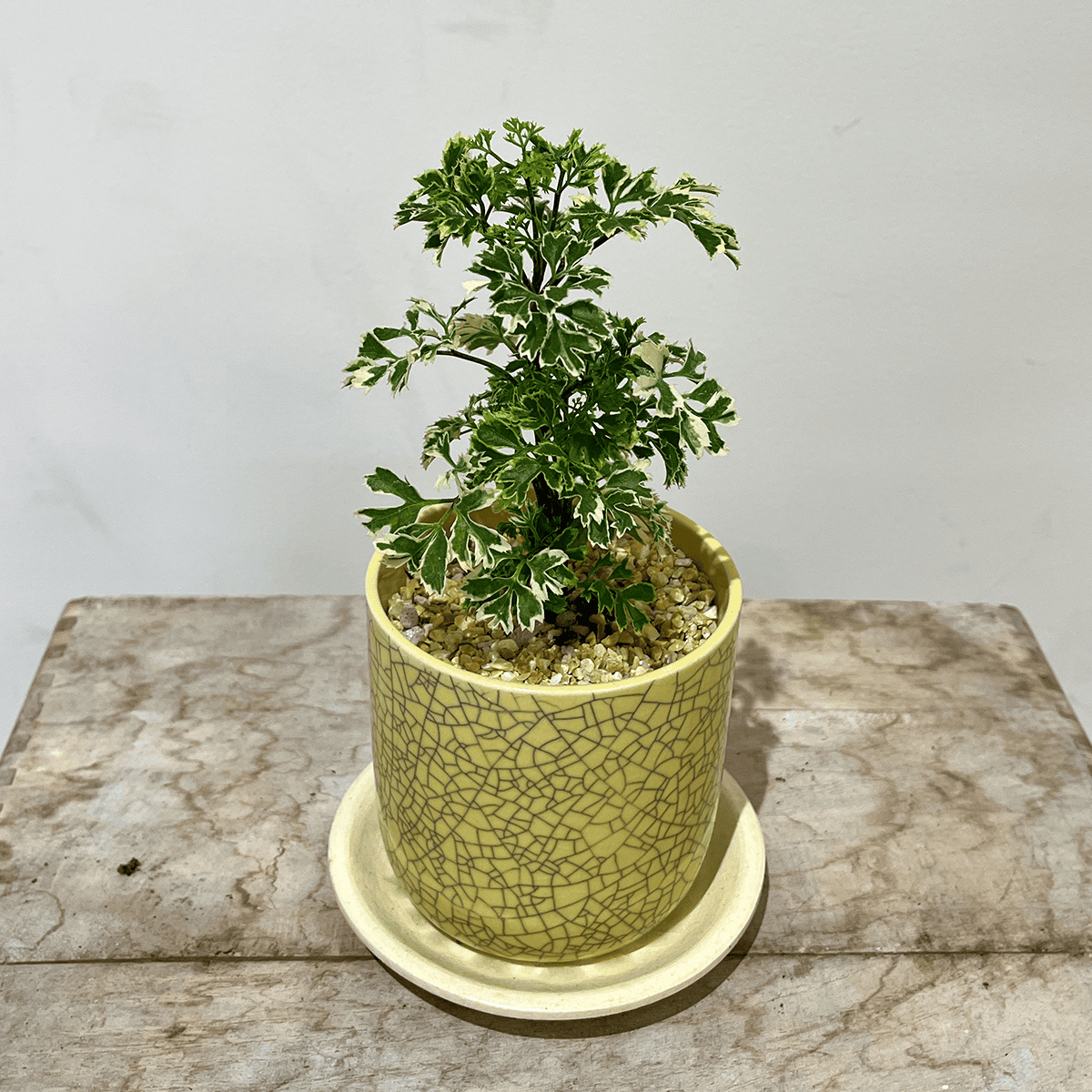 [Polishas] Ceramic Flower Vase | Large | Houseplant (In-store pickup and delivery to Osaka area only)