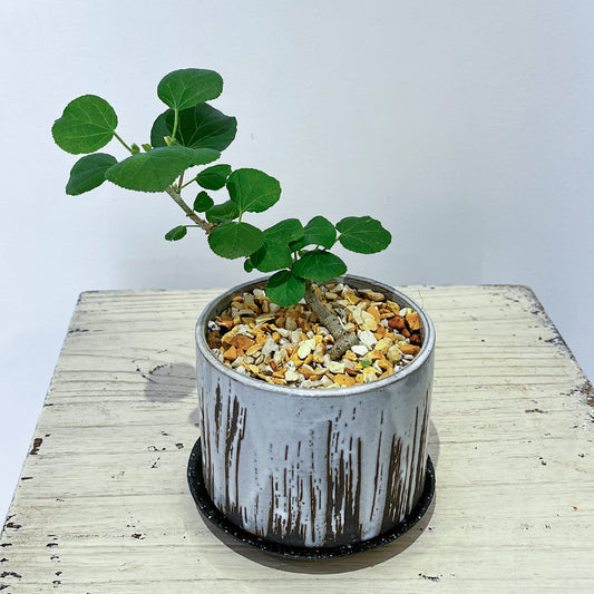 ハート形の葉が特徴のオオハマボウの盆栽風鉢植え①