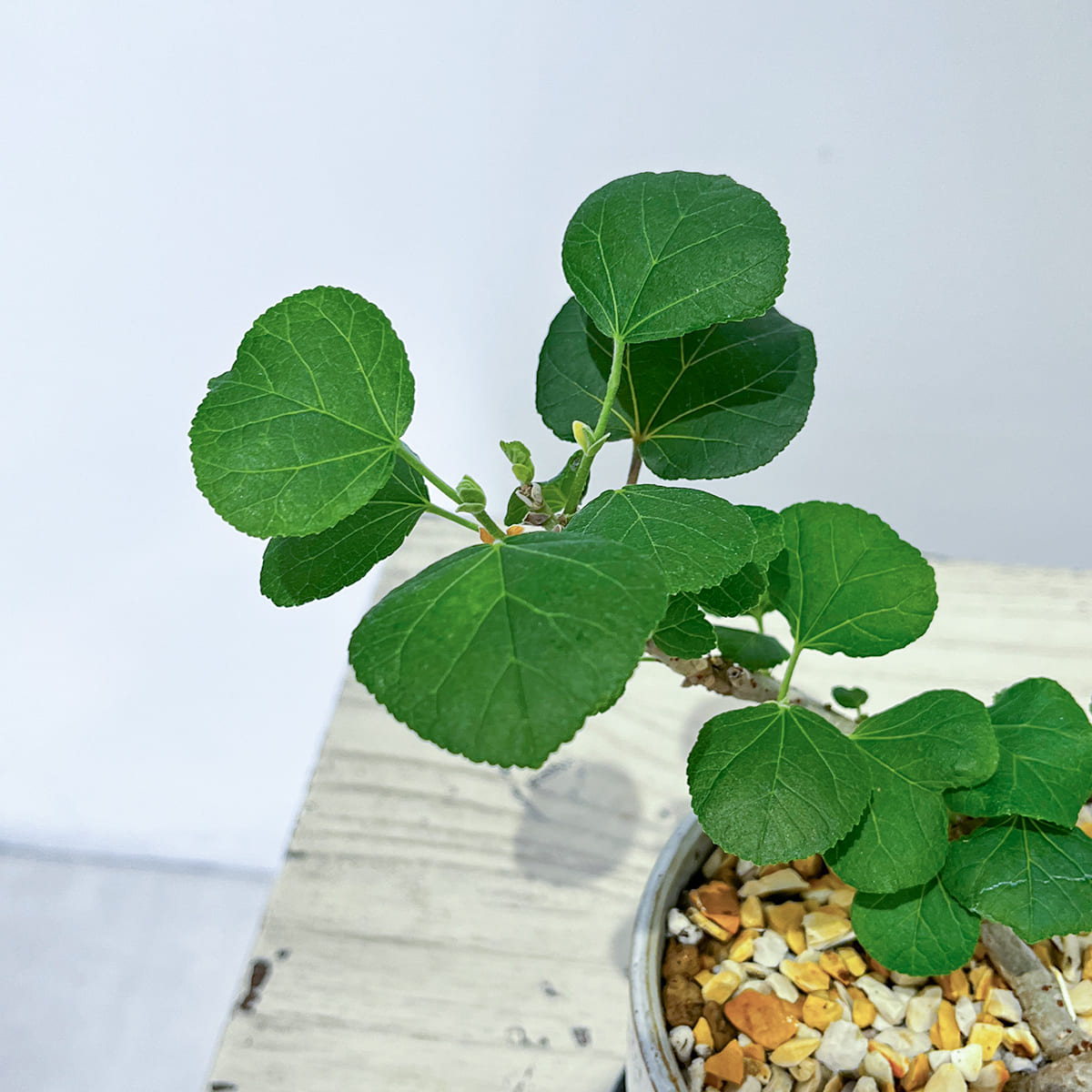 ハート形の葉が特徴のオオハマボウの盆栽風鉢植え、葉のアップ