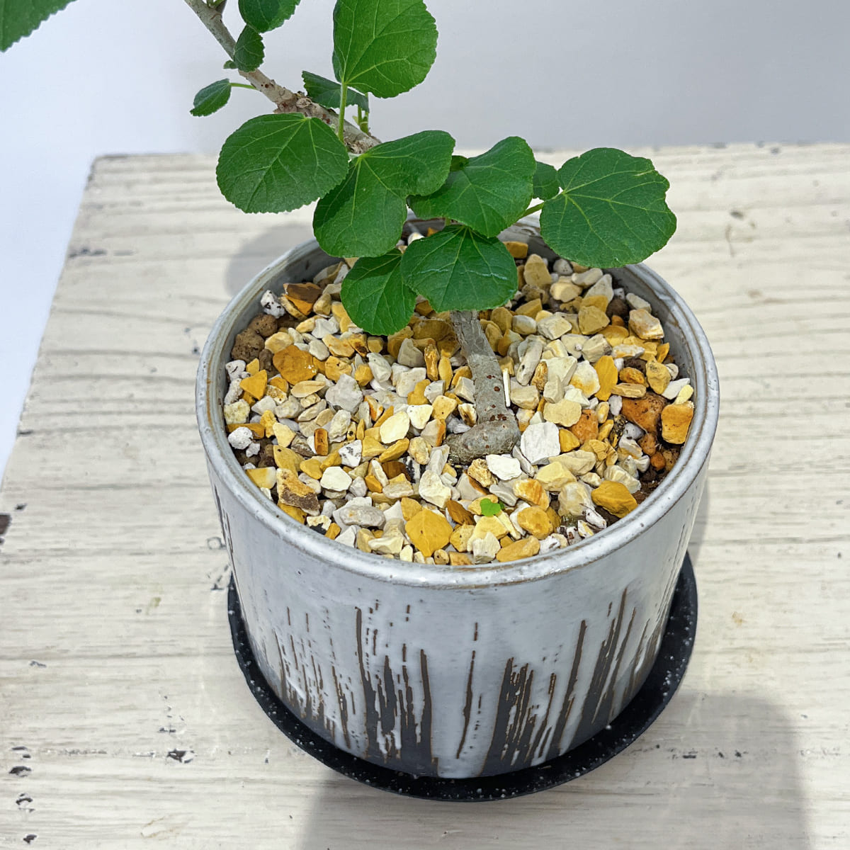 ハート形の葉が特徴のオオハマボウの盆栽風鉢植え、砂利のアップ