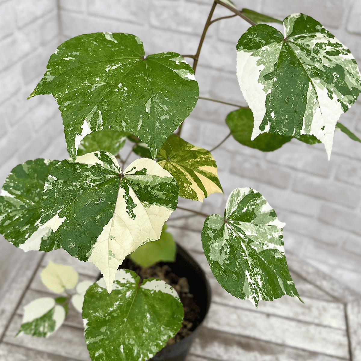 オオハマボウ(ゆうな) オオハマボウ(ゆうな)