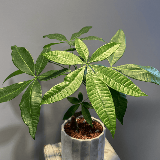 【パキラ】観葉植物 (陶器鉢付き)