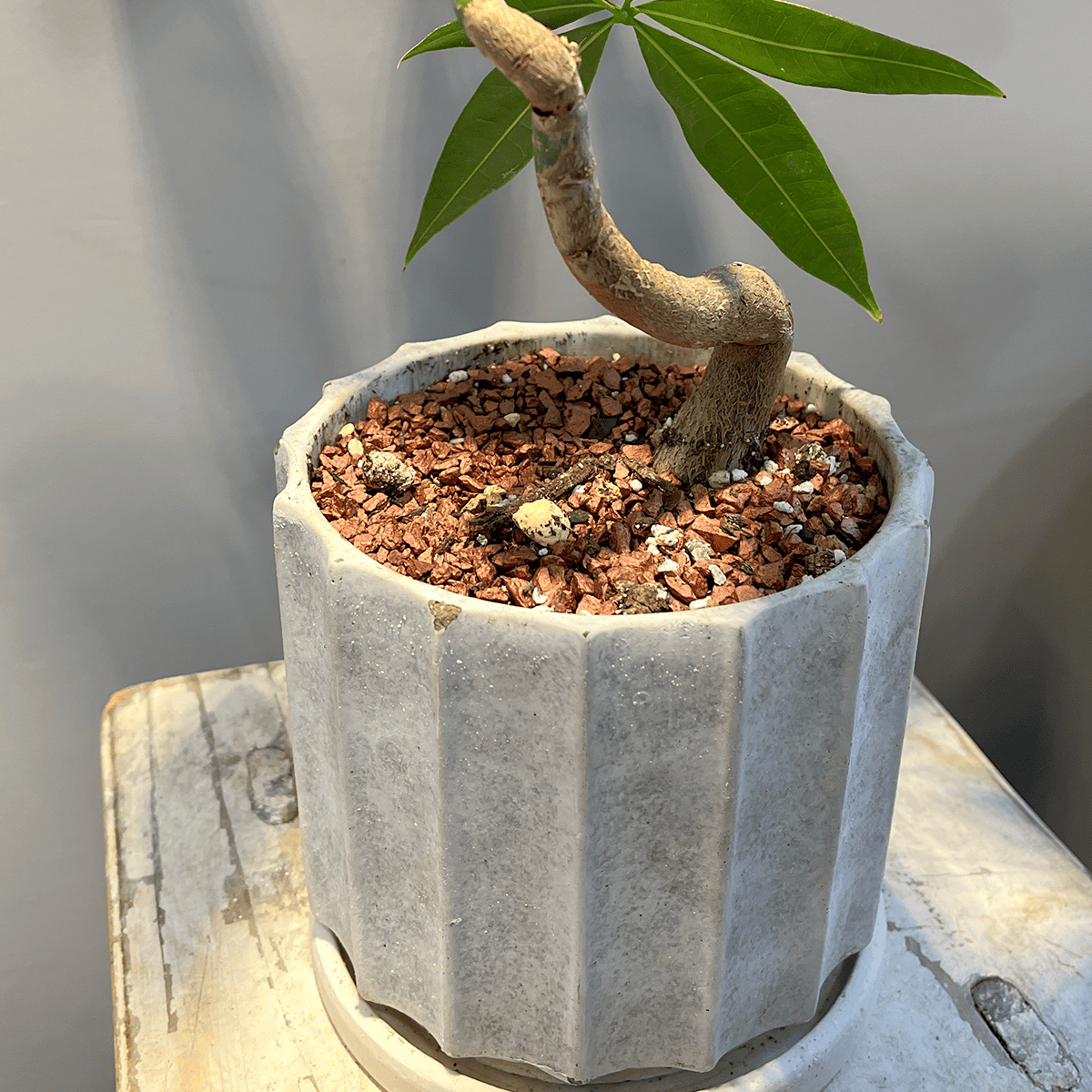 【パキラ】観葉植物 (陶器鉢付き)