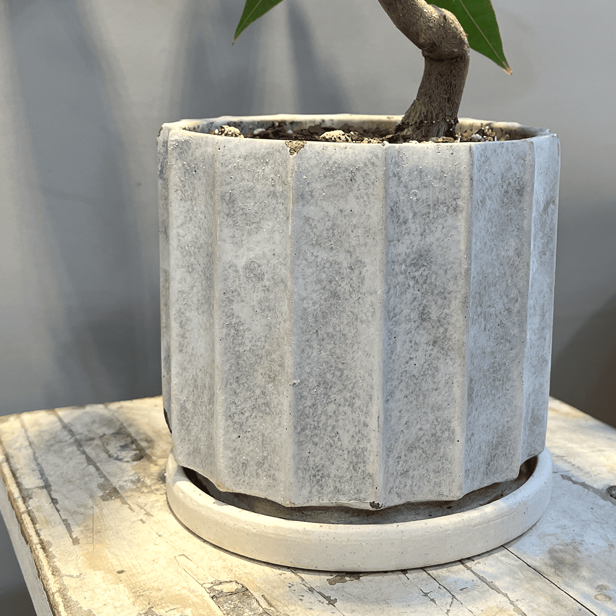 【パキラ】観葉植物 (陶器鉢付き)