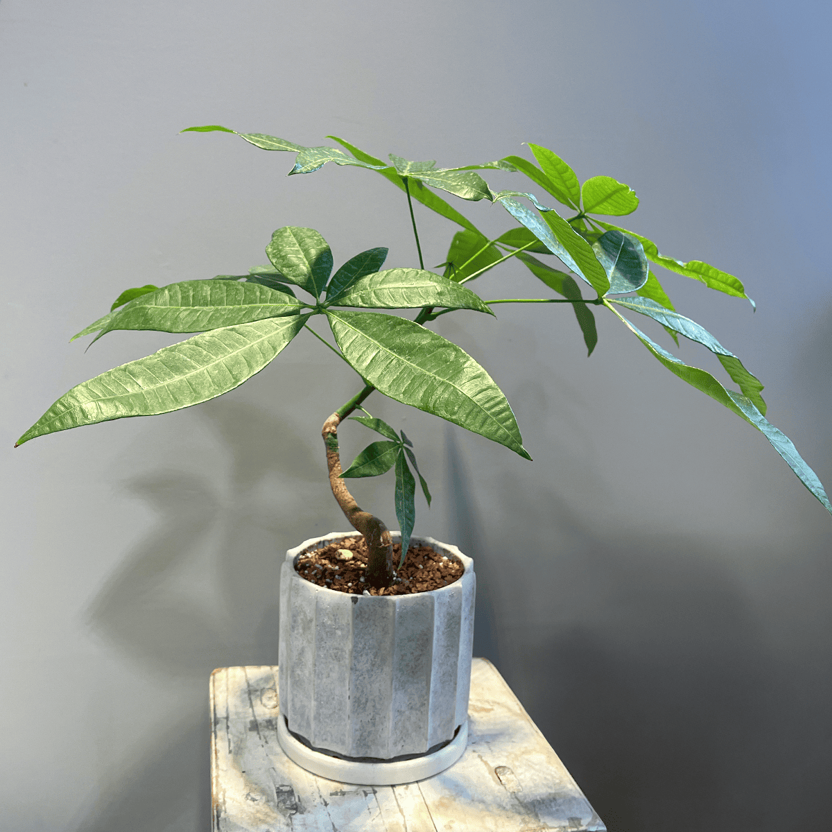 【パキラ】観葉植物 (陶器鉢付き)
