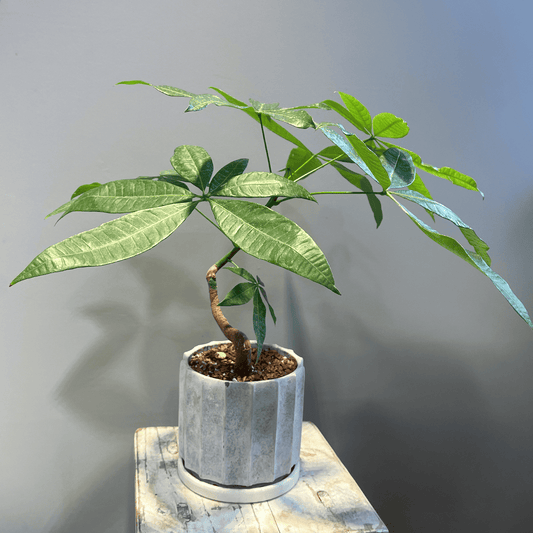 【パキラ】観葉植物 (陶器鉢付き)