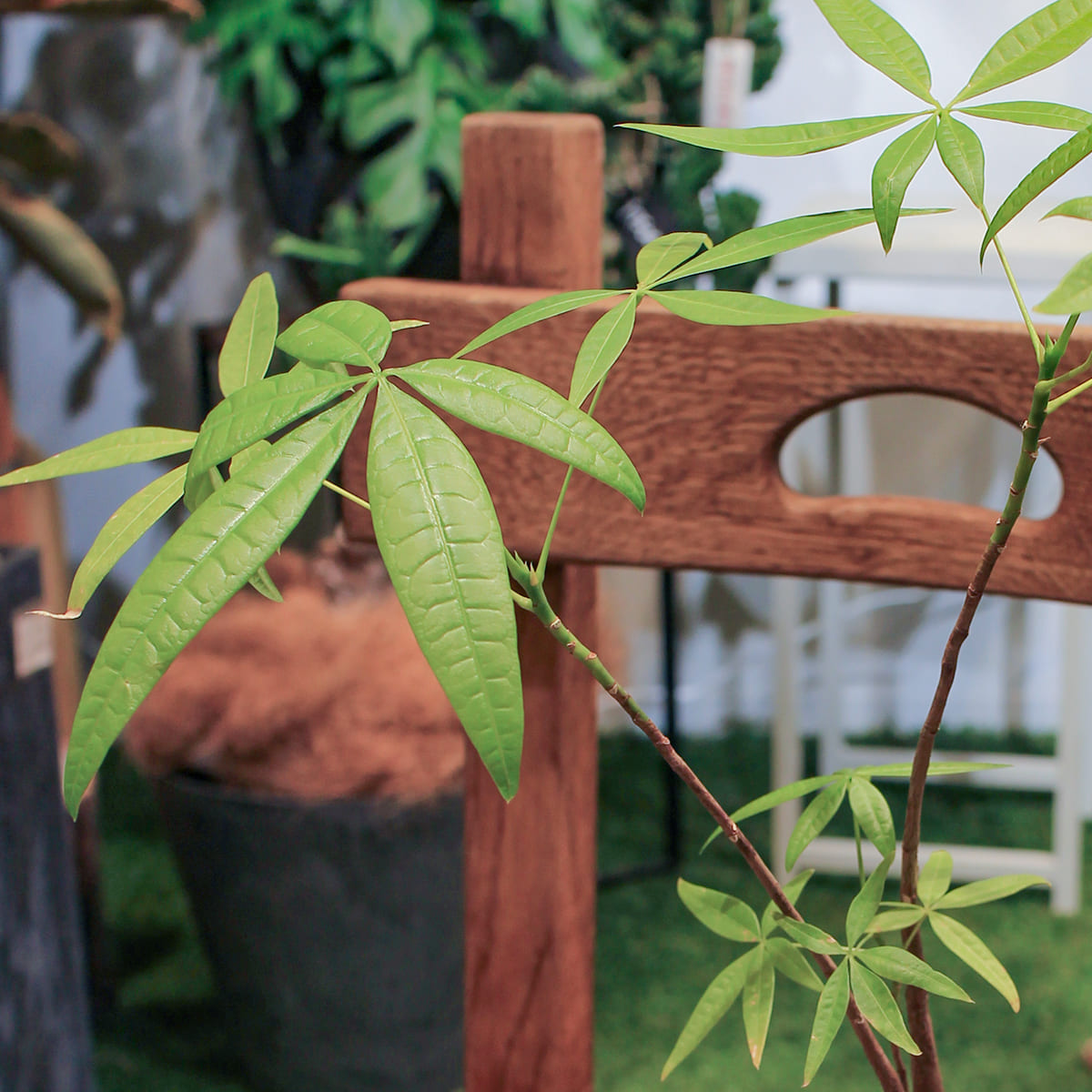 【パキラ】観葉植物 (陶器鉢付き)