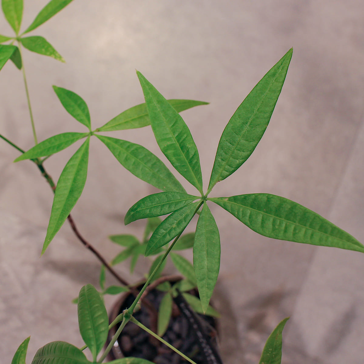 【パキラ】観葉植物 (陶器鉢付き)