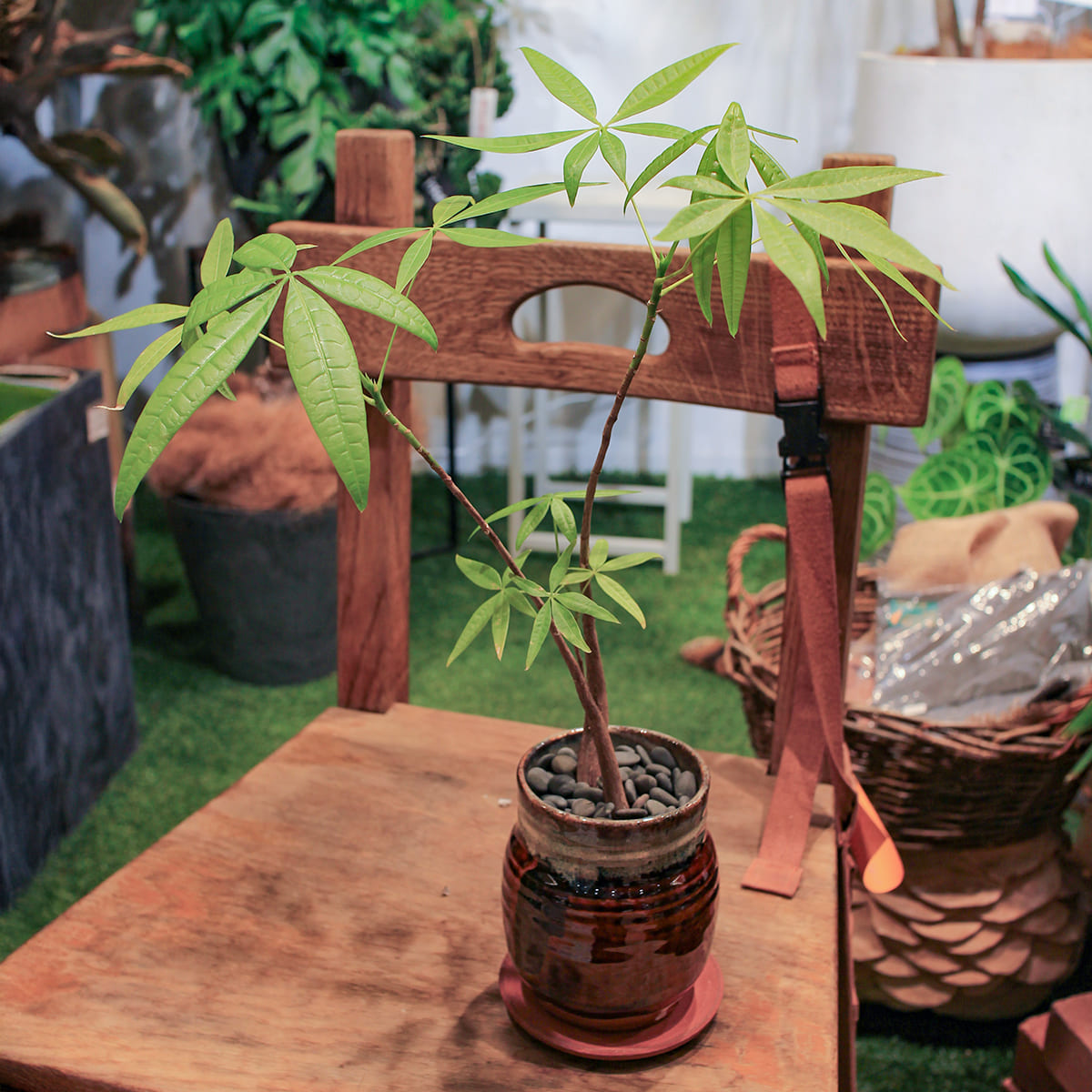 【パキラ】観葉植物 (陶器鉢付き)