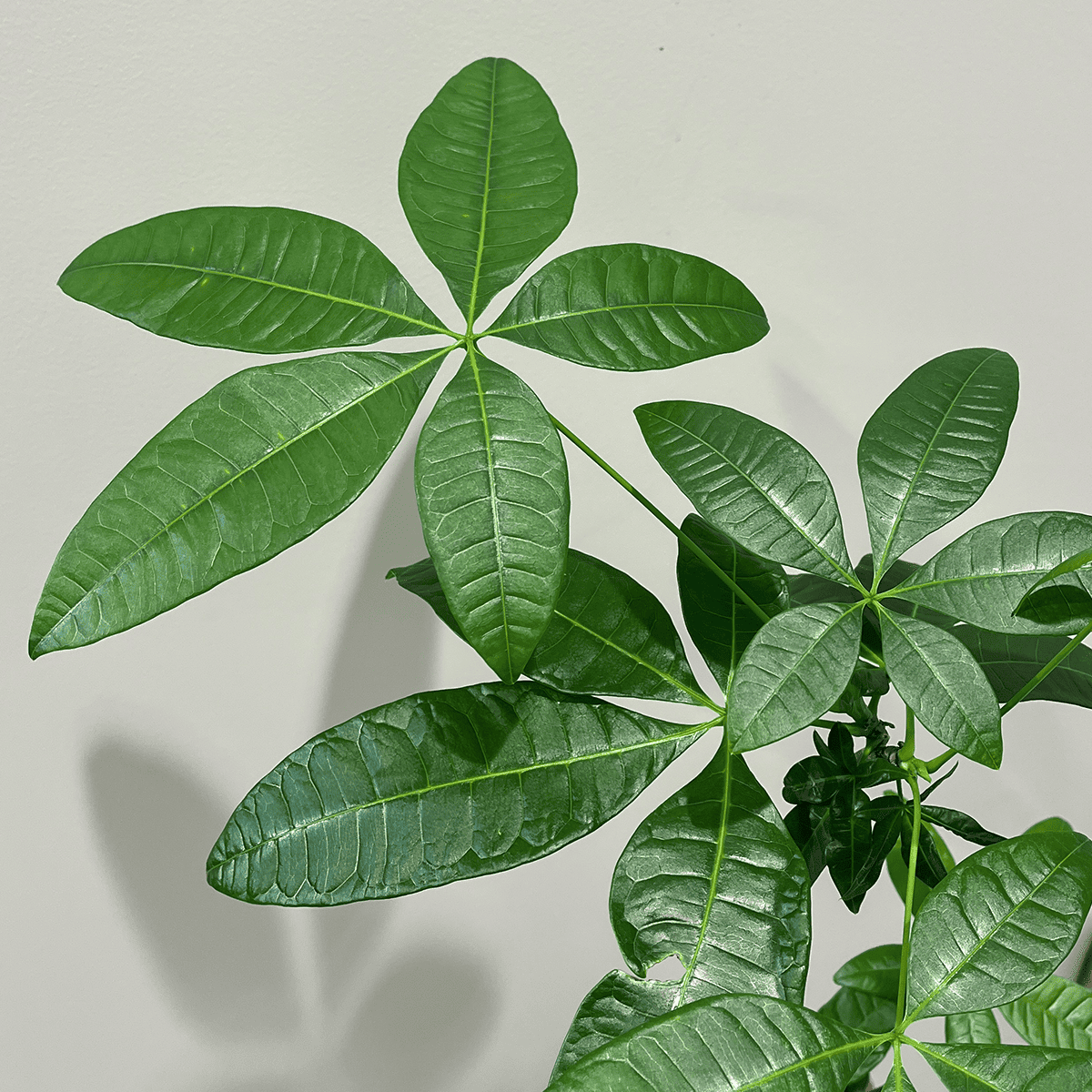 【編み込みパキラ】観葉植物 (陶器鉢付き)