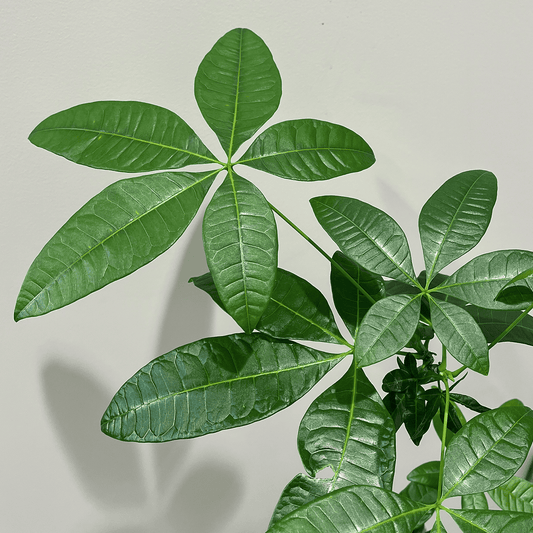 【編み込みパキラ】観葉植物 (陶器鉢付き)