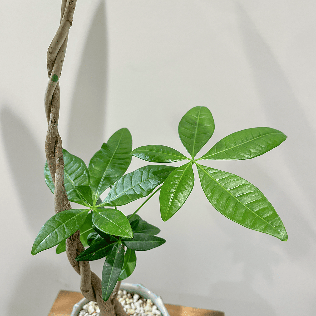 【編み込みパキラ】観葉植物 (陶器鉢付き)