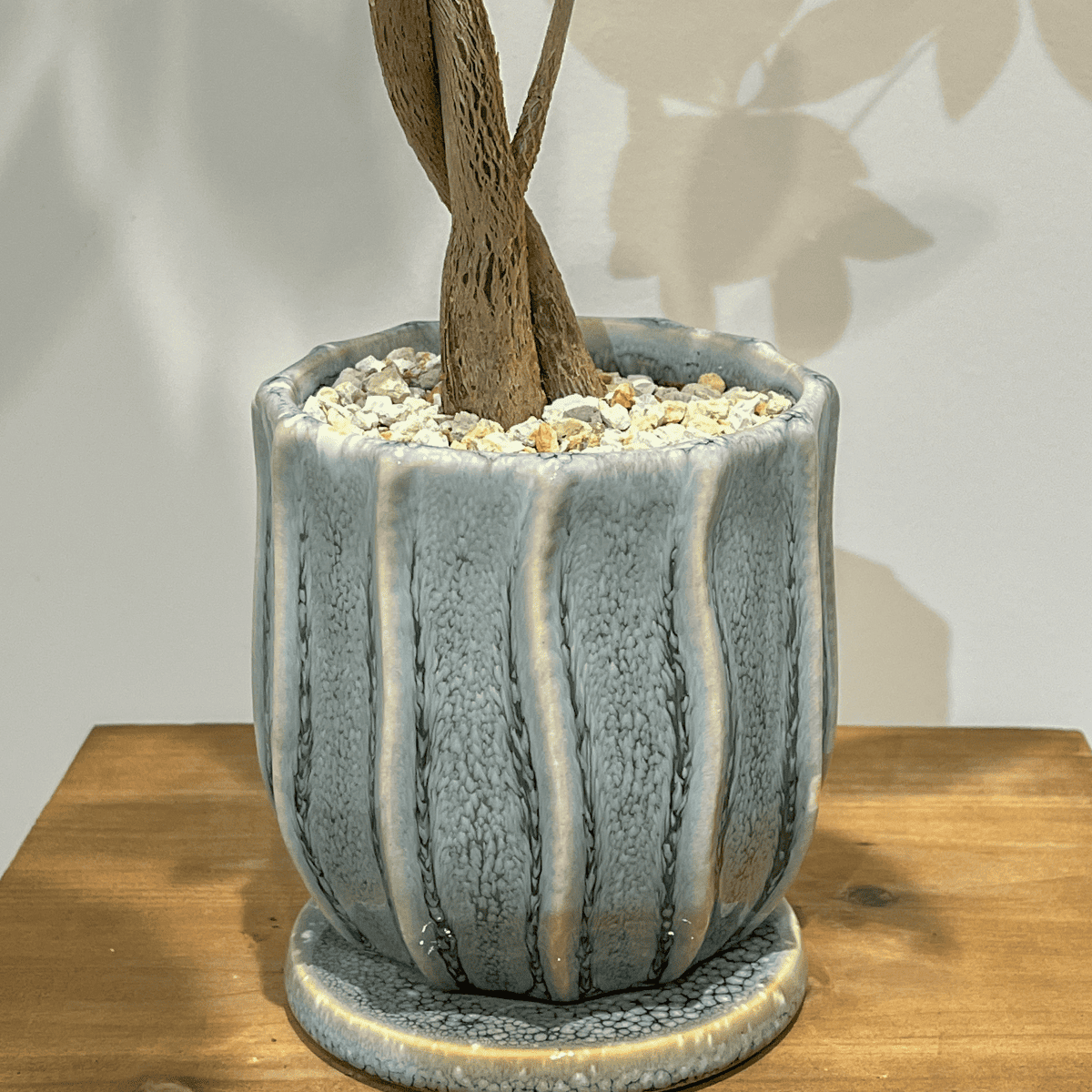 【編み込みパキラ】観葉植物 (陶器鉢付き)