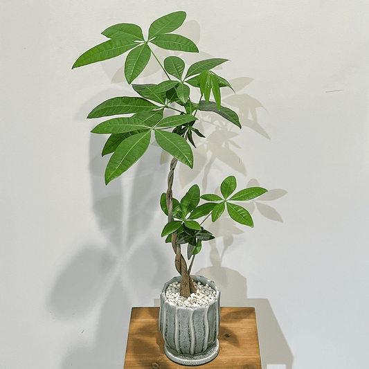 【編み込みパキラ】観葉植物 (陶器鉢付き)