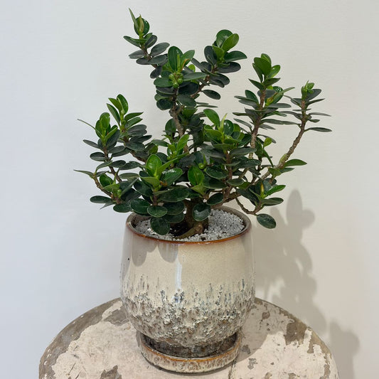 【パンダガジュマル】白い陶器鉢付き|観葉植物