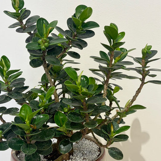 【パンダガジュマル】白い陶器鉢付き｜観葉植物