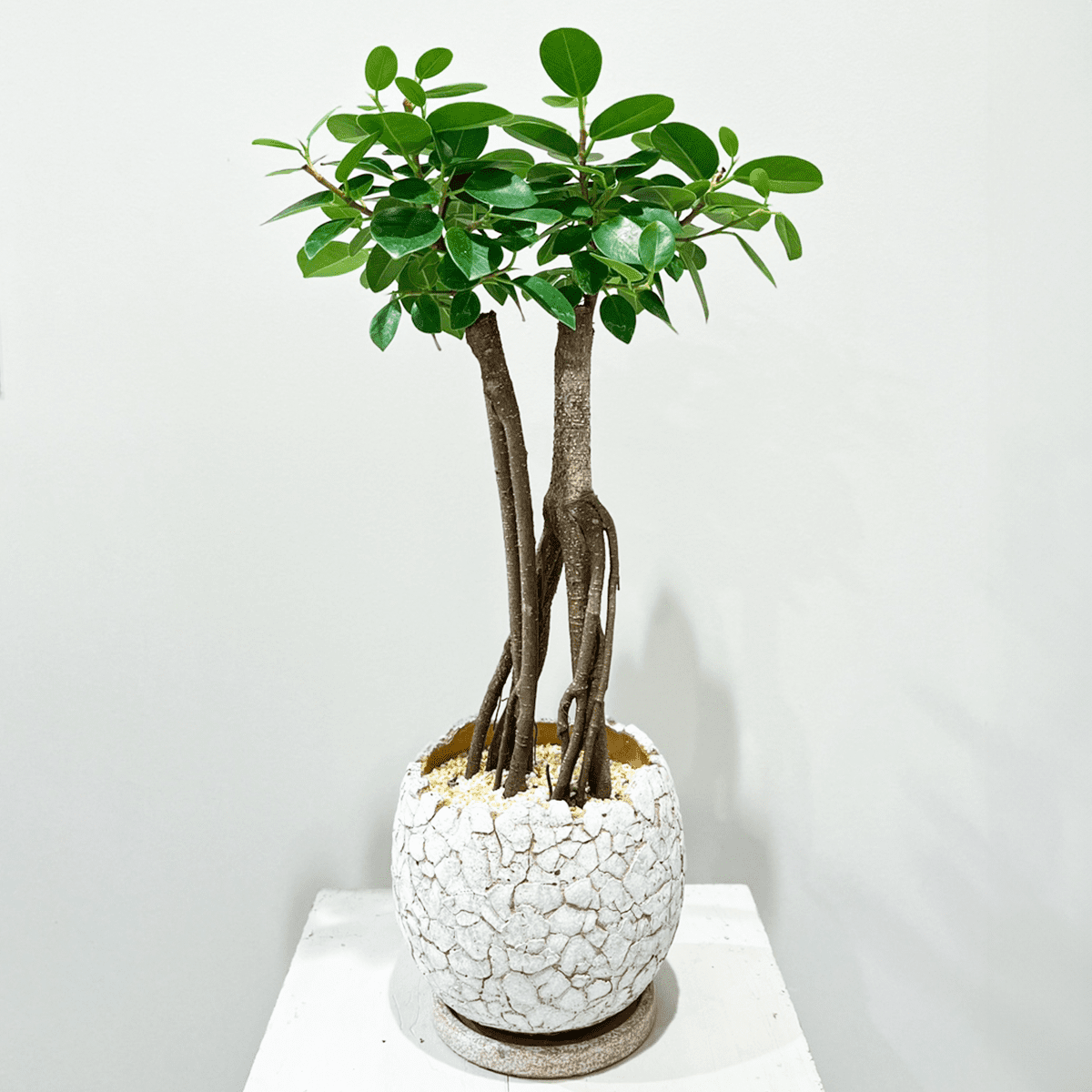 【パンダガジュマル】白い陶器鉢付｜中型｜観葉植物