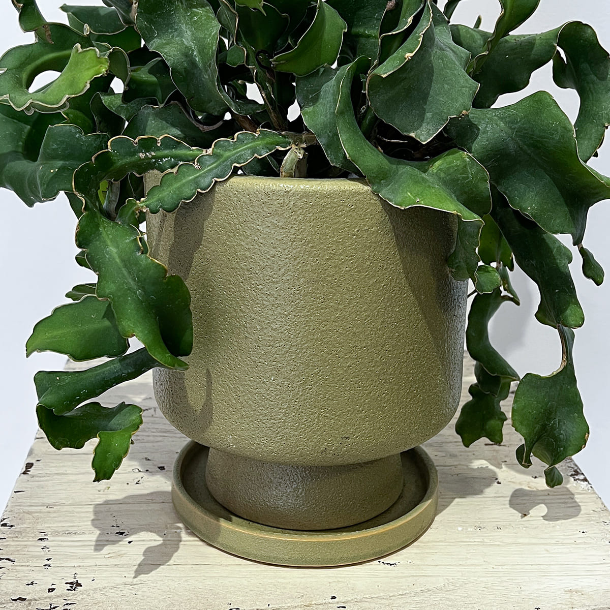マットな質感の植木鉢