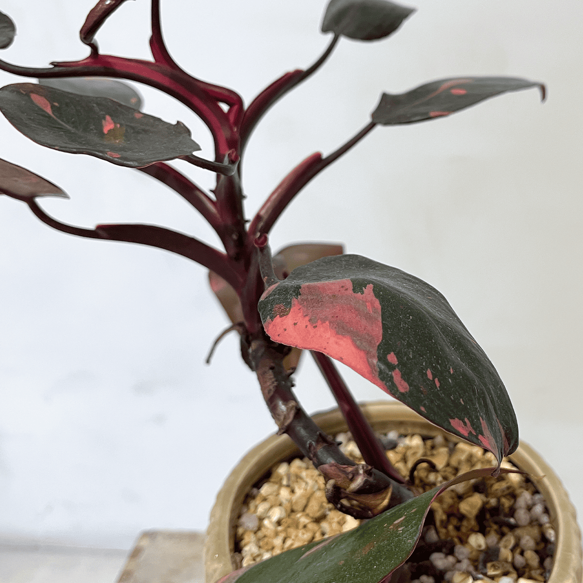 フィロデンドロン ピンクプリンセス】観葉植物 (陶器鉢付き)|観葉植物 フィロデンドロン ピンクプリンセス】観葉植物 (陶器鉢付き)|観葉植物