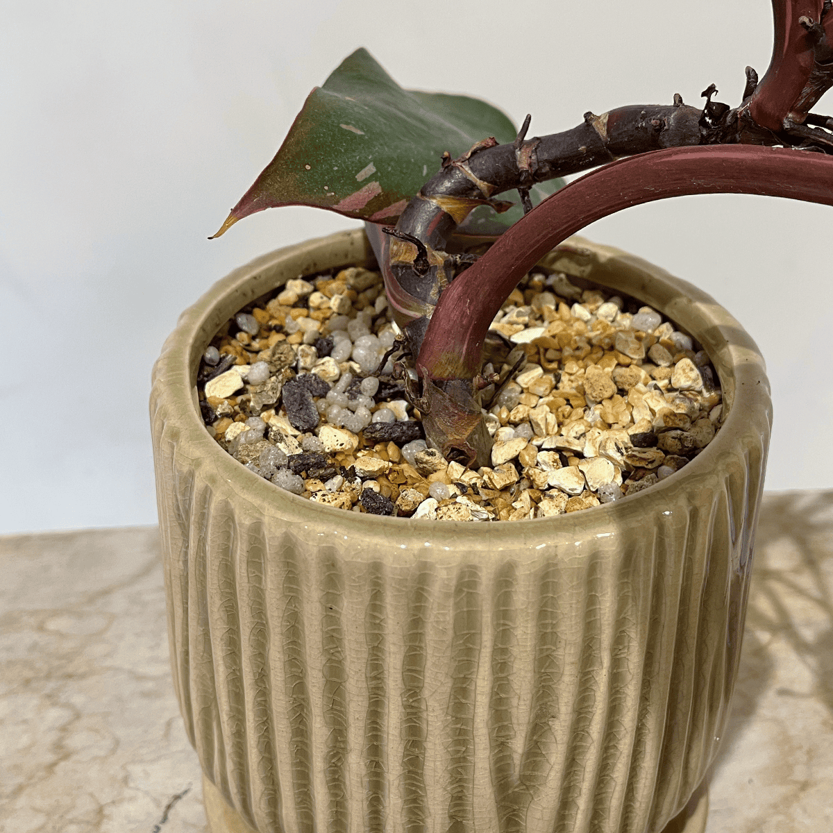 [Philodendron Birkin] Small | Houseplant