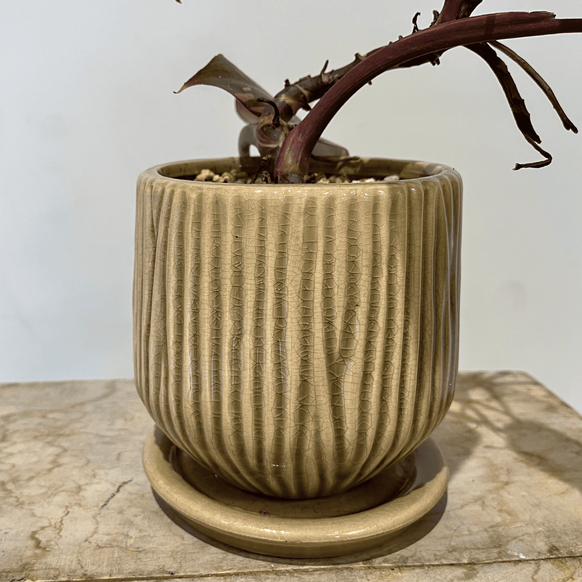 [Philodendron Birkin] Small | Houseplant