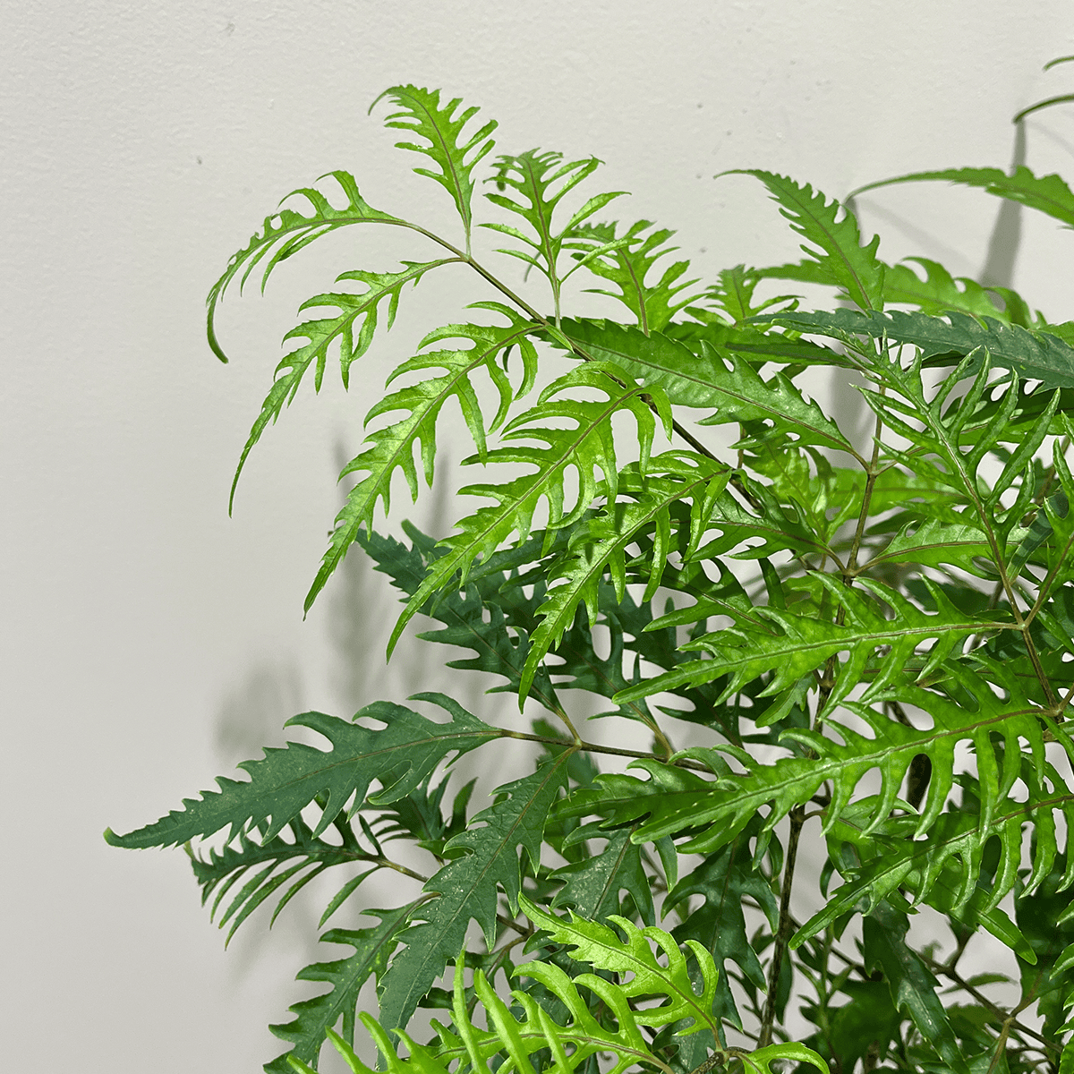 【斑入りポリシャス】観葉植物（木炭ハイドロカルチャー）