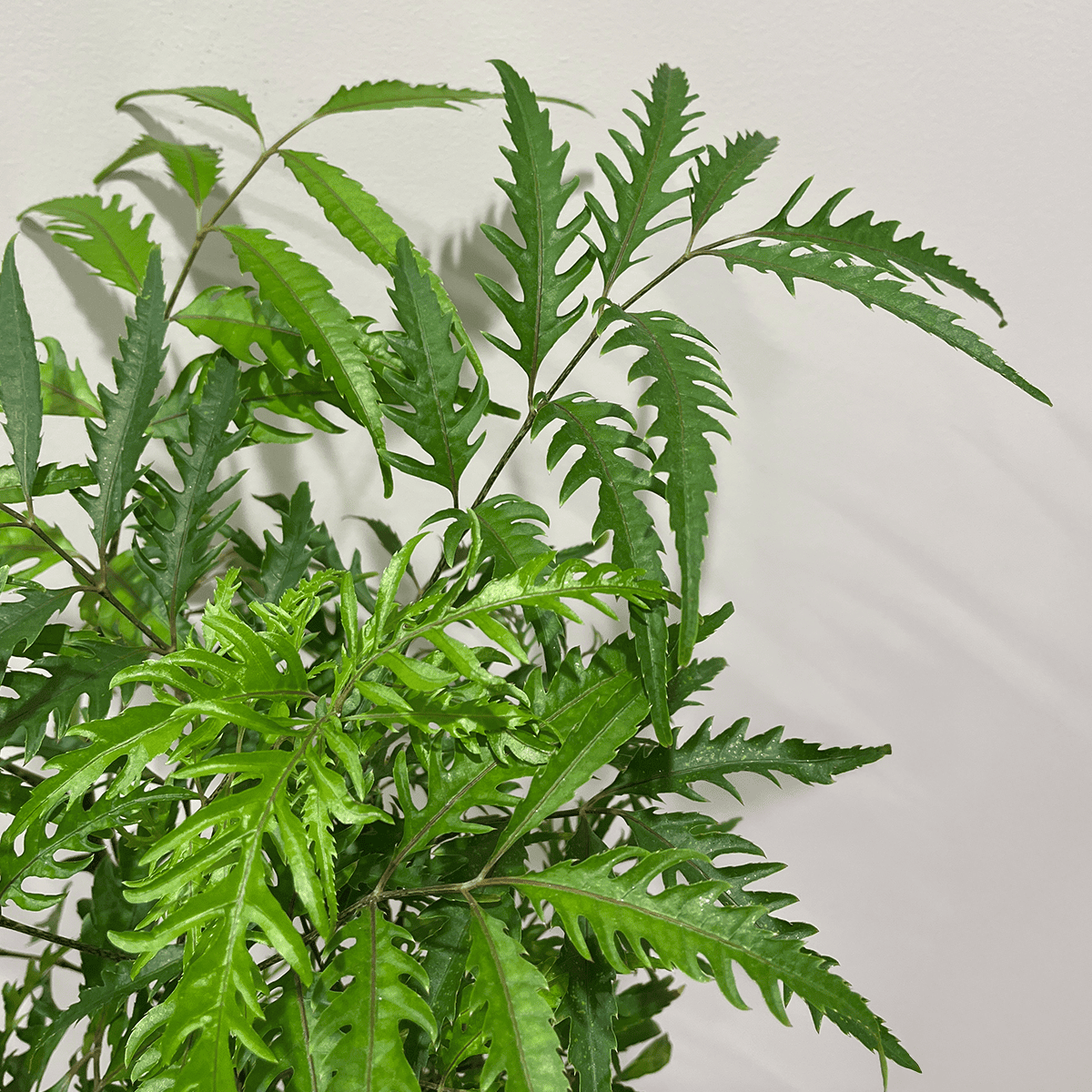 【斑入りポリシャス】観葉植物（木炭ハイドロカルチャー）