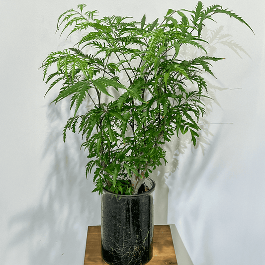 【斑入りポリシャス】観葉植物(木炭ハイドロカルチャー)