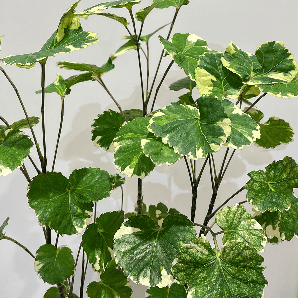 【斑入りポリシャス】観葉植物（陶器鉢付き）