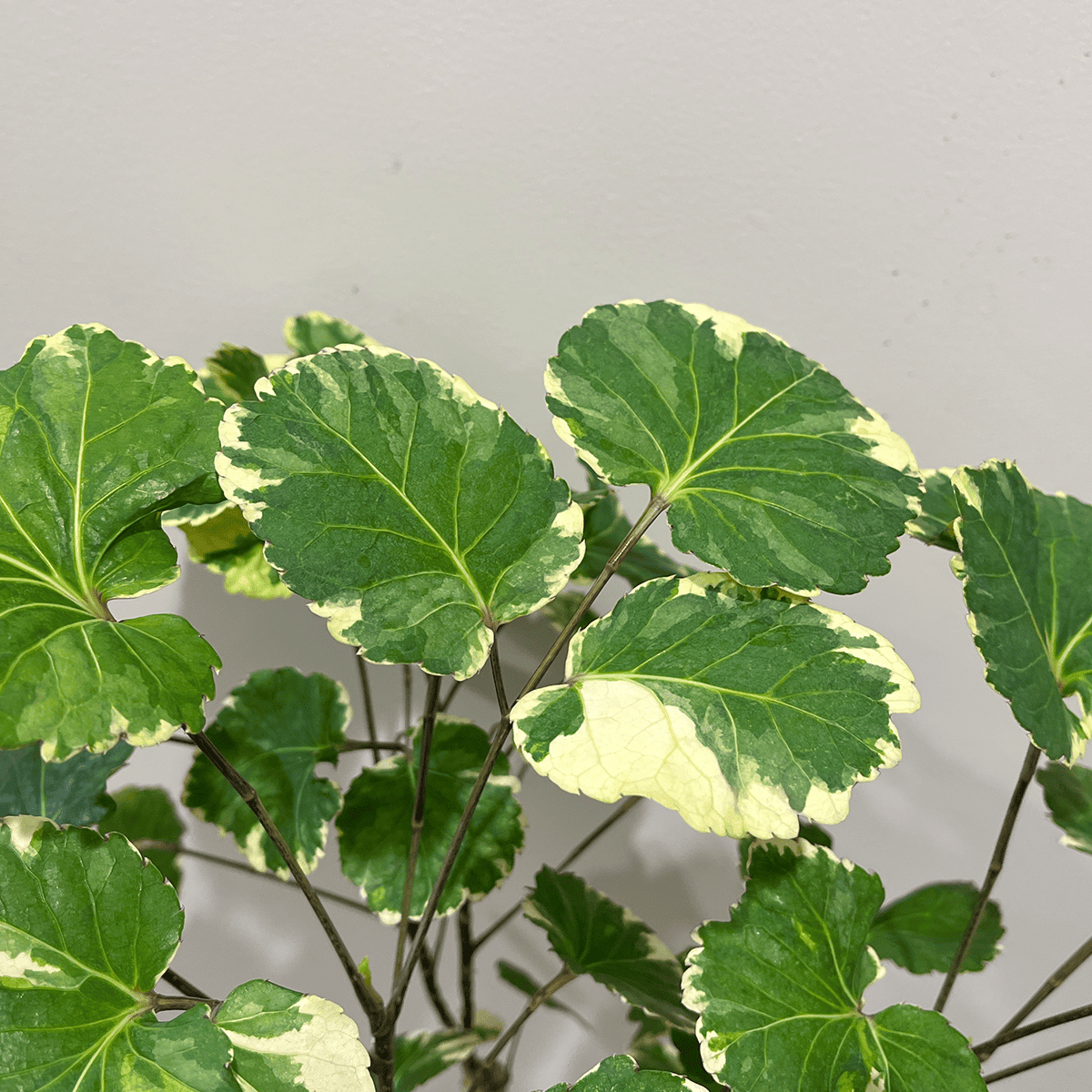 【斑入りポリシャス】観葉植物（陶器鉢付き）