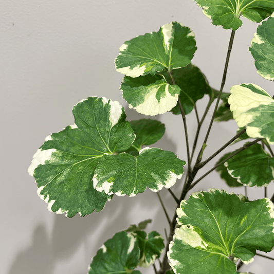 【斑入りポリシャス】観葉植物（陶器鉢付き）