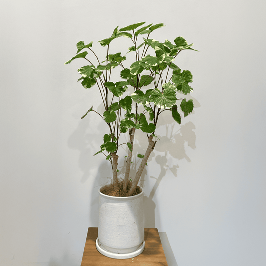 【斑入りポリシャス】観葉植物(陶器鉢付き)